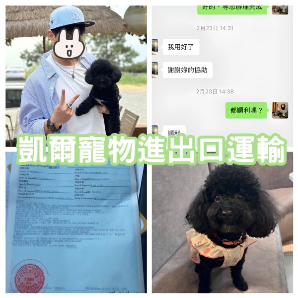 2025/02/23『中國飛台灣』貴賓狗狗陪主人從中國飛回台灣生活囉~~~~~